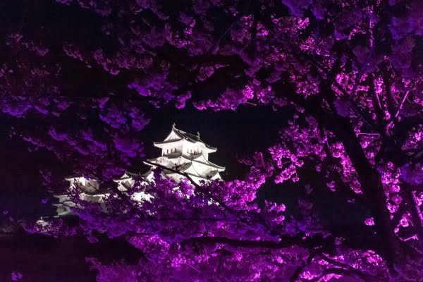 姫路城, 桜, 兵庫