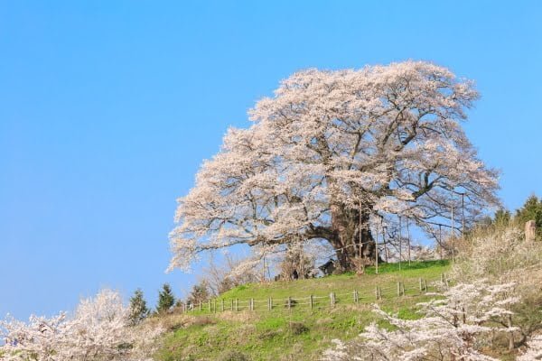 醍醐桜, 岡山, 真庭