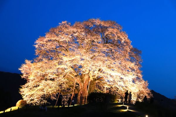 醍醐桜, 真庭, 岡山, 夜桜ライトアップ