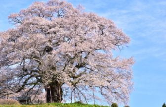 醍醐桜, 真庭, 岡山