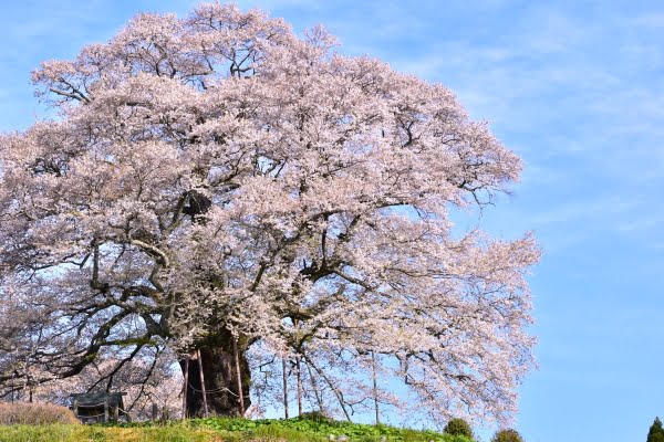 醍醐桜, 真庭, 岡山