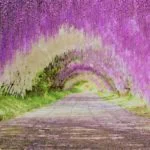 河内藤園｜2023年開園情報！「日本の最も美しい場所」に選ばれた美しい藤のトンネル！見頃・アクセス・駐車場は？