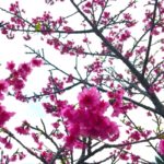 名護城公園｜琉球寒緋桜が美しい！日本一早く桜が咲く沖縄の城跡！見頃・アクセス・駐車場は？