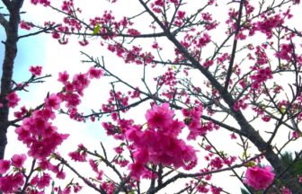 名護城公園の緋寒桜