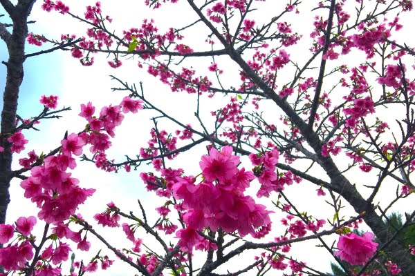 名護城公園の緋寒桜