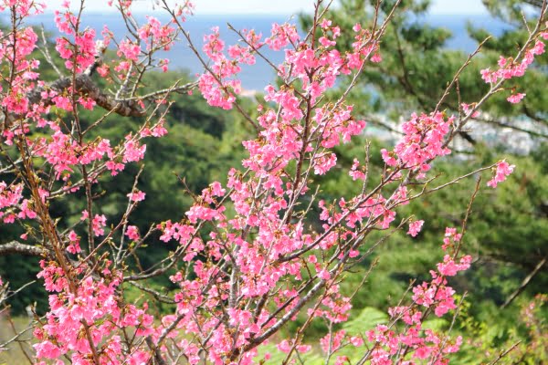 名護城公園の琉球緋寒桜