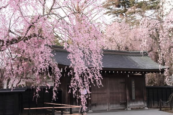 秋田, 角館の桜
