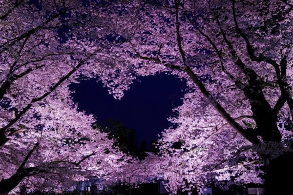 弘前城・弘前公園のハートの桜