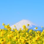 吾妻山公園｜富士山と相模湾を背景に咲き誇る黄色い菜の花！見頃・アクセス・駐車場は？