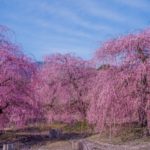 鈴鹿の森庭園｜2023年2月18日～開園！日本最大の優雅なしだれ梅の絶景