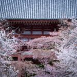 醍醐寺｜2024年「豊太閤花見行列」開催！桜の見頃・開花状況・アクセス・駐車場は？