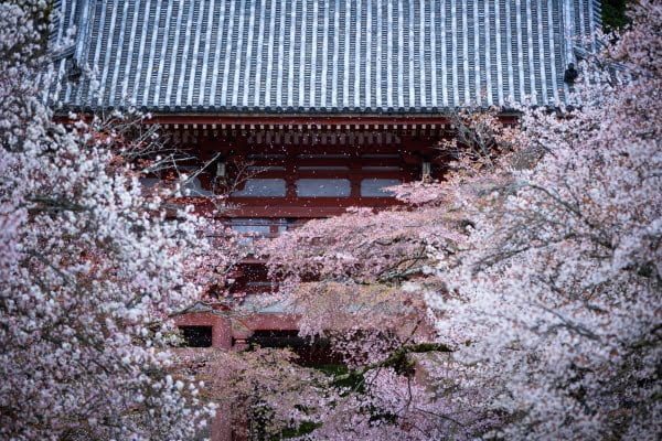 京都・醍醐寺の桜