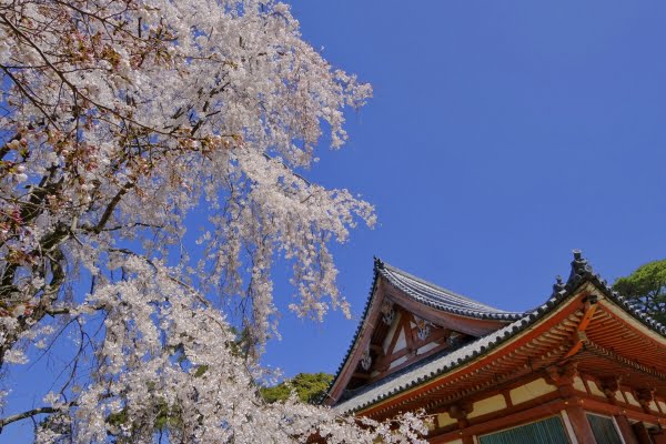 醍醐寺の金堂