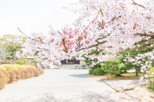 醍醐寺, 桜, 京都