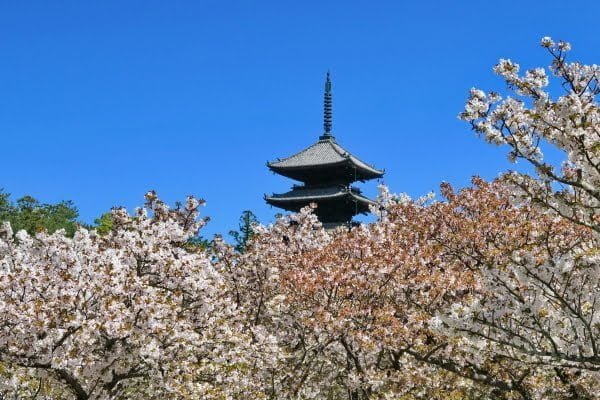 京都, 仁和寺