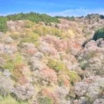 【世界遺産】吉野山｜一目千本！日本一の桜が彩る修験霊場！見頃・アクセス・駐車場は？