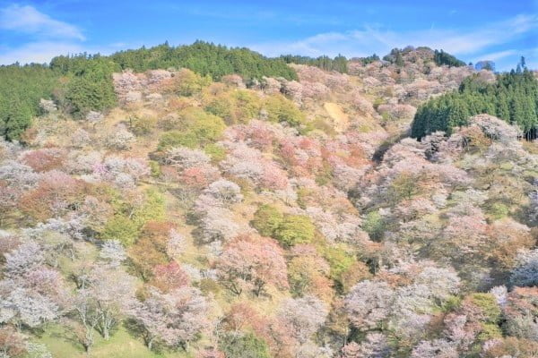 奈良・吉野山の桜