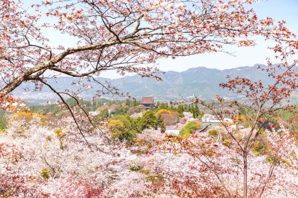 吉野山, 桜, 奈良