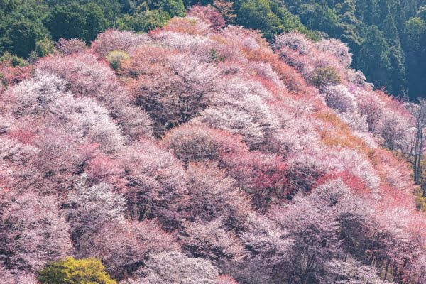 吉野山, 桜, 奈良