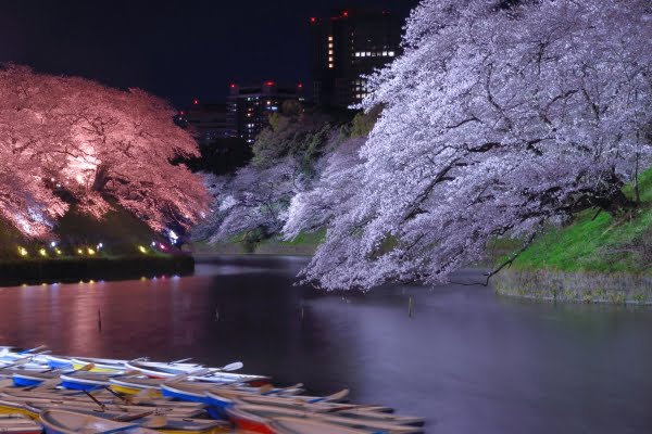 東京, 千鳥ヶ淵の桜