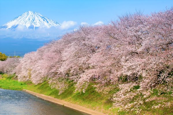 富士山と龍巌淵の桜