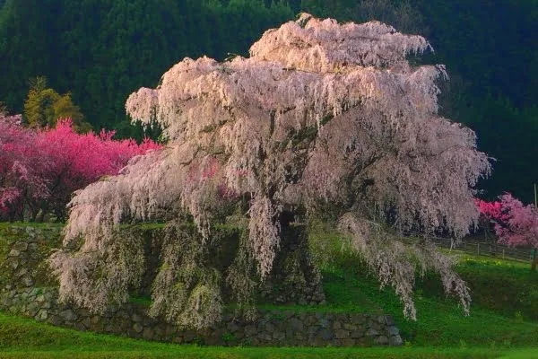 奈良県宇陀市 高さ13メートル幹周り3メートルを超える樹齢約300年の巨木である又兵衛桜