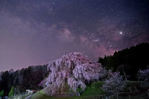 奈良県宇陀市 夜間のライトアップによって暗闇の中に幻想的な姿を浮かび上がらせる又兵衛桜
