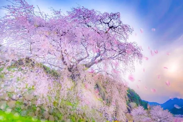 奈良県宇陀市 石垣の下まで滝のように優雅に枝垂れる本郷の瀧桜と呼ばれる又兵衛桜の絶景