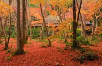 京都・祇王寺の紅葉