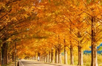 マキノ高原のメタセコイア並木