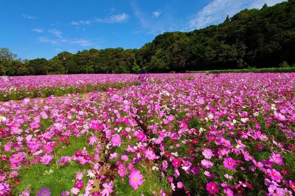 長崎・佐世保市の展海峰のコスモス