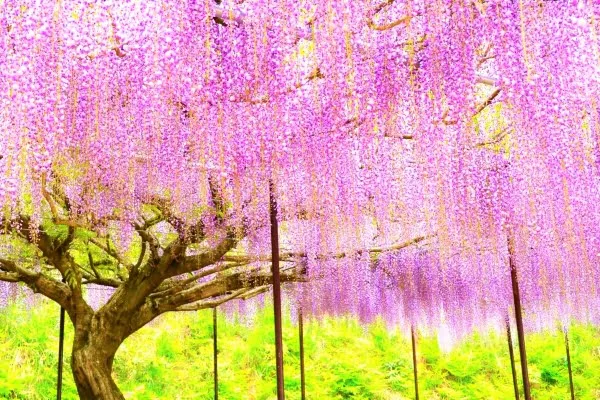 兵庫県丹波市 春の見頃を迎えて長い花房を垂らす白毫寺の九尺藤