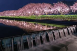 流川の桜並木, うきは市, 福岡