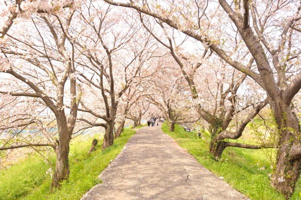 流川の桜並木, うきは市, 福岡