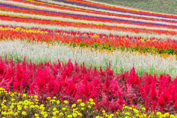 北海道, 展望花畑「四季彩の丘」