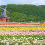 かみゆうべつチューリップ公園｜70万本の花が咲く日本最大級の北海道のチューリップ畑
