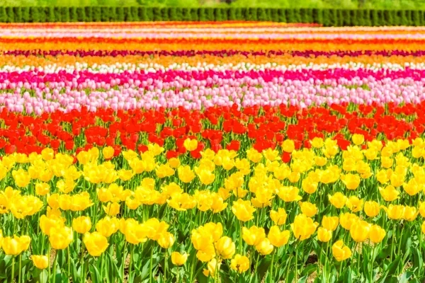 北海道・上湧別町のかみゆうべつチューリップ公園