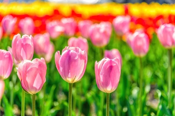 北海道・上湧別町のかみゆうべつチューリップ公園