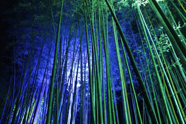 京都嵐山・竹林の道