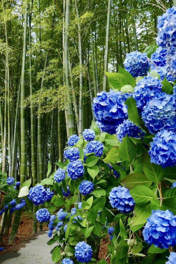 雲昌寺 Unshoji Temple 青に染まるあじさい寺 Travel Japan 47