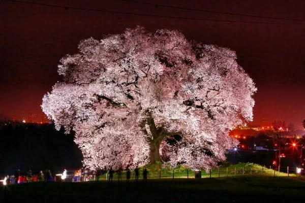 山梨, わに塚の桜