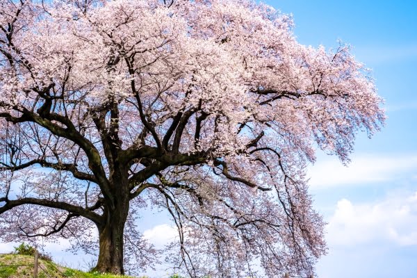 わに塚の桜, 韮崎, 山梨