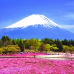2023年「富士芝桜まつり」開催情報！残雪の富士山とピンクの芝桜の競演！見頃・アクセス・駐車場は？