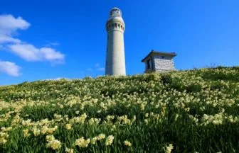 山口・角島灯台と水仙2026