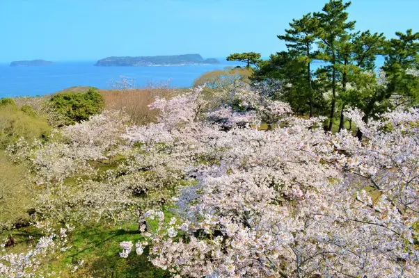 萩・笠山・山頂展望台・桜