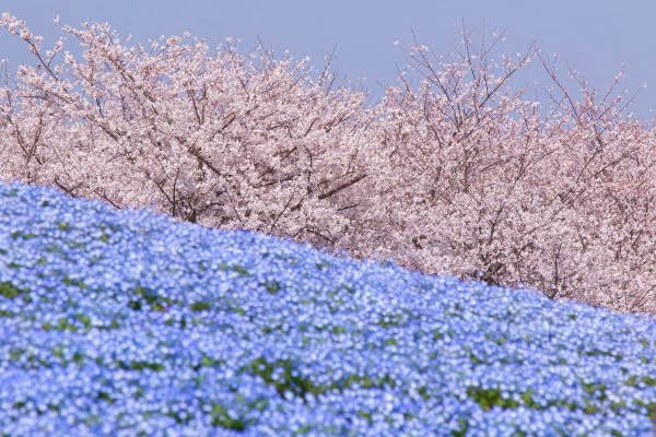 福岡, 国営海の中道海浜公園, ネモフィラ, 桜