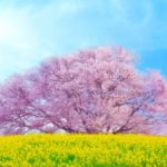 馬場の山桜｜佐賀・武雄の菜の花の絨毯に映える淡いピンクの山桜！見頃・アクセス・駐車場は？