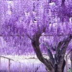 曼荼羅寺公園｜愛知の古刹に咲く色とりどりの藤と牡丹