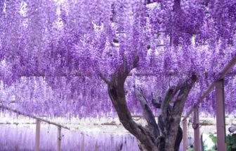 愛知・江南市 曼陀羅寺公園の藤棚