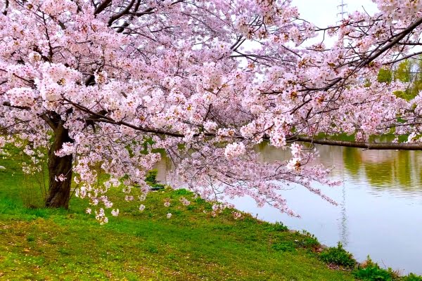 花博記念公園鶴見緑地, 大阪, 桜